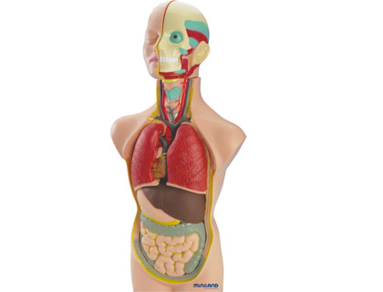 JEU MINILAND ANATOMIE HUMAINE 11 PIȒCES 50CM