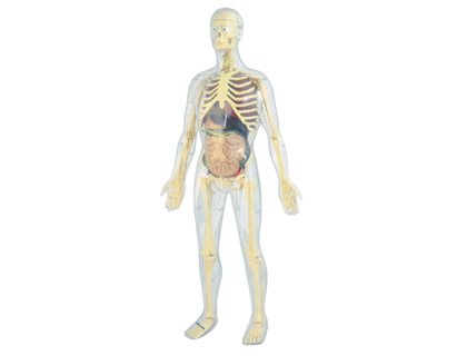 JEU MINILAND ANATOMIE HUMAINE 45 PICES 56CM